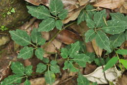 Plancia ëd Gynostemma pentaphyllum (Thunb.) Makino