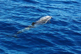 Image of Bridled Dolphin