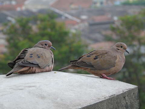 Image of Eared Dove