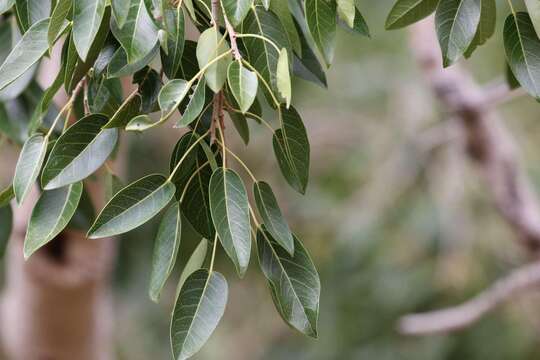 Image of Ficus cordata subsp. cordata