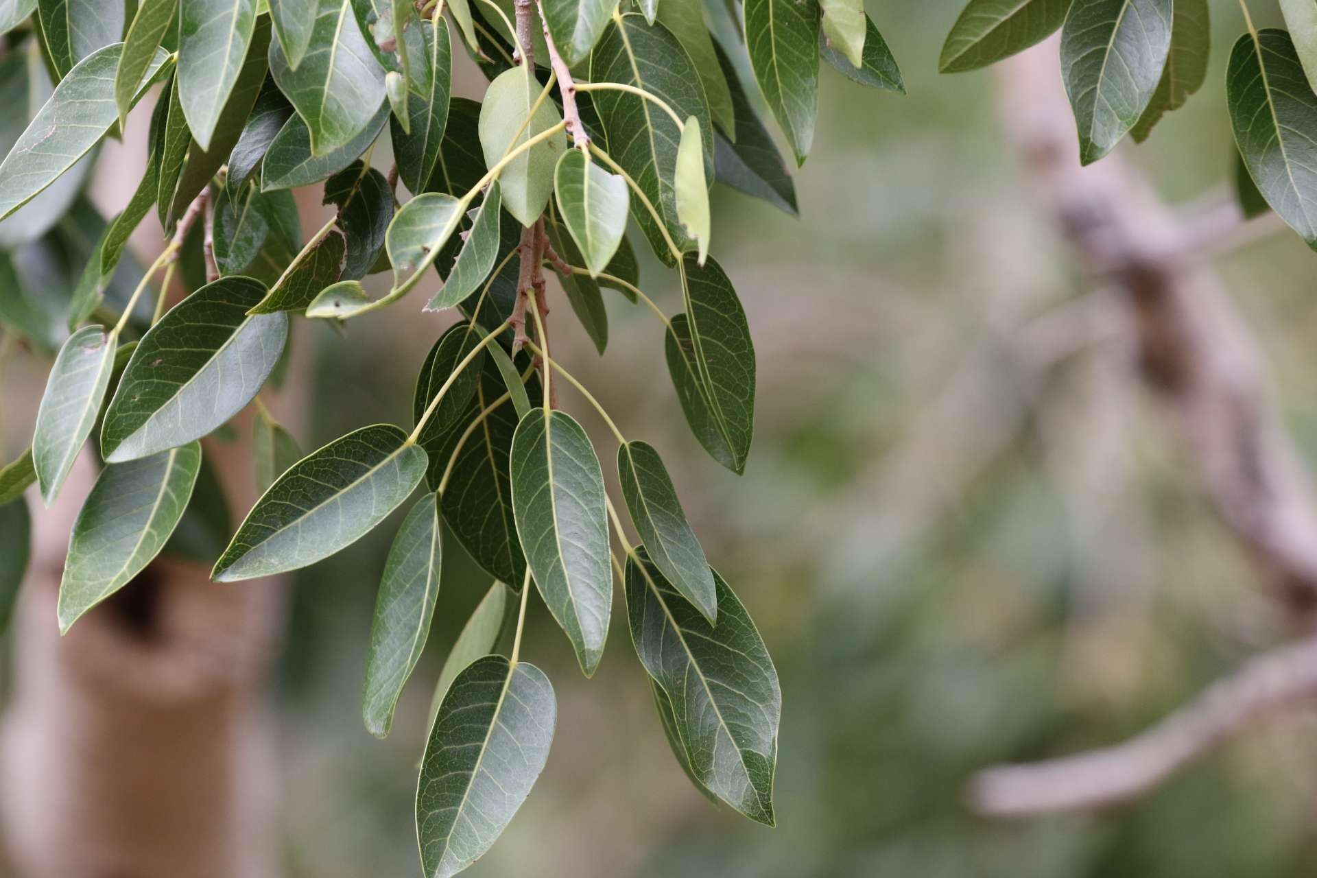 Imagem de Ficus cordata subsp. cordata