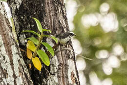 Image de Tephrodornis Swainson 1832