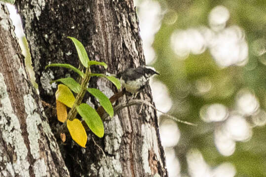 Слика од Tephrodornis Swainson 1832