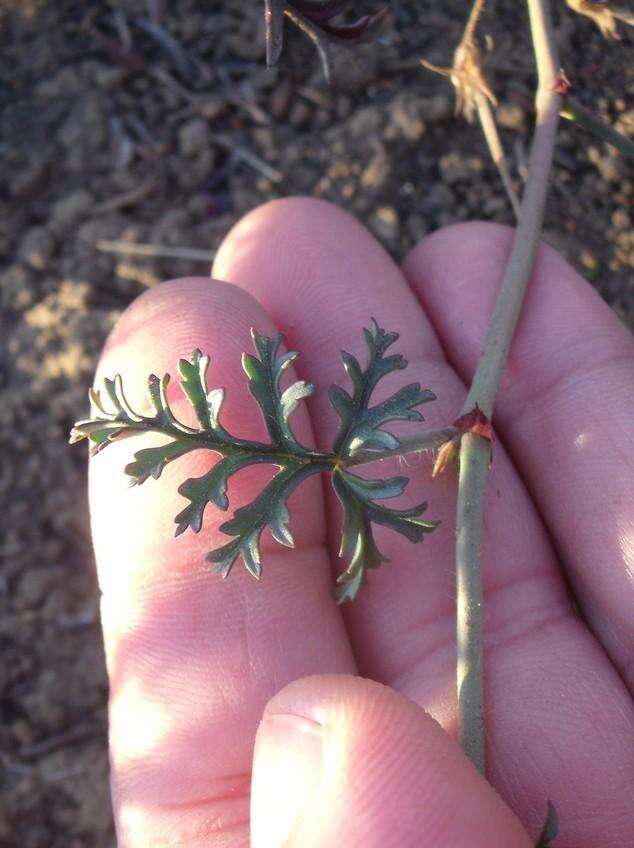 Image of Pelargonium multicaule subsp. multicaule