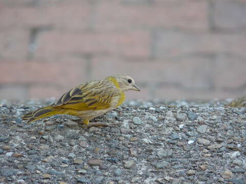 Image of Saffron Finch