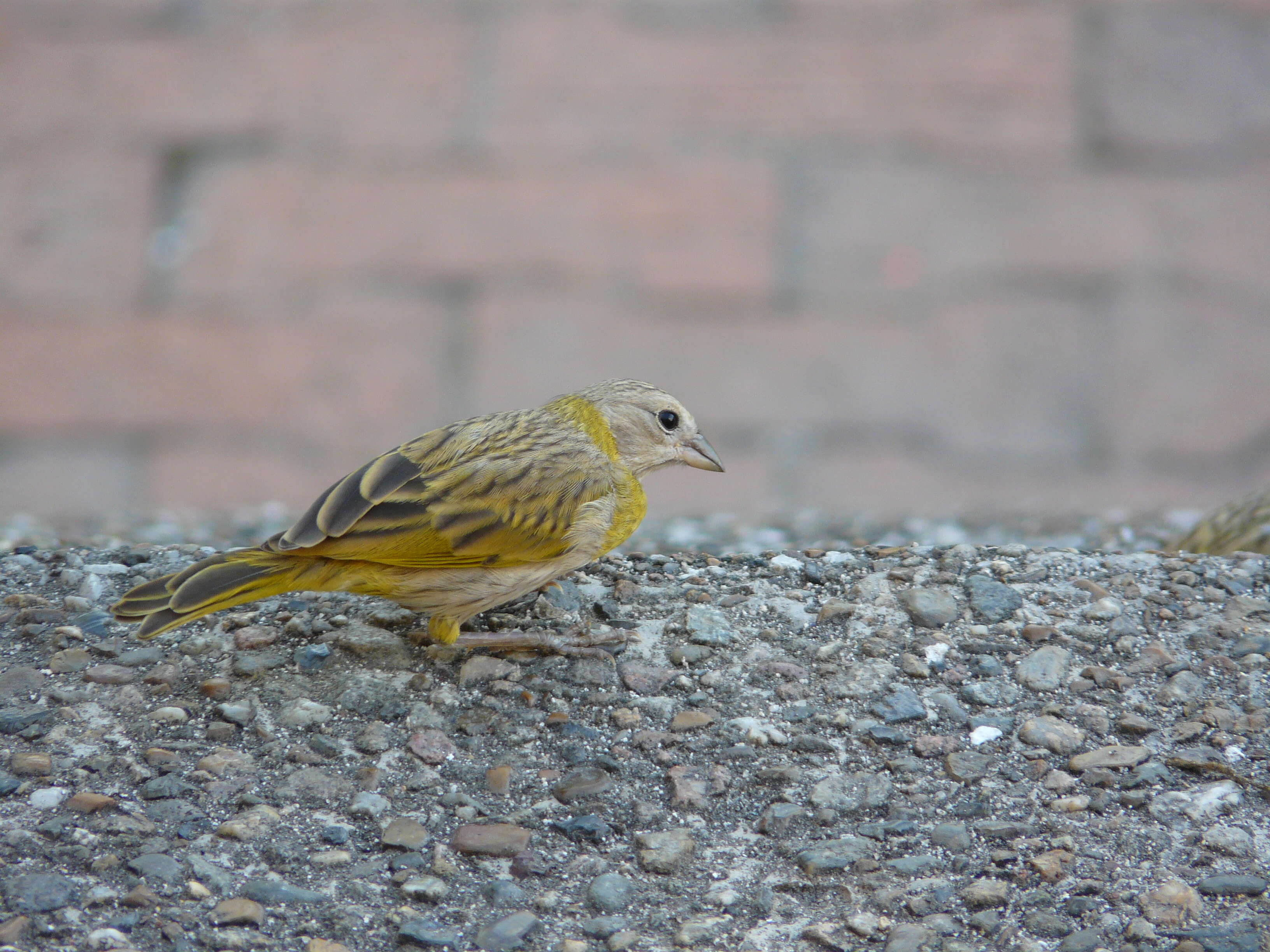 Image of Saffron Finch