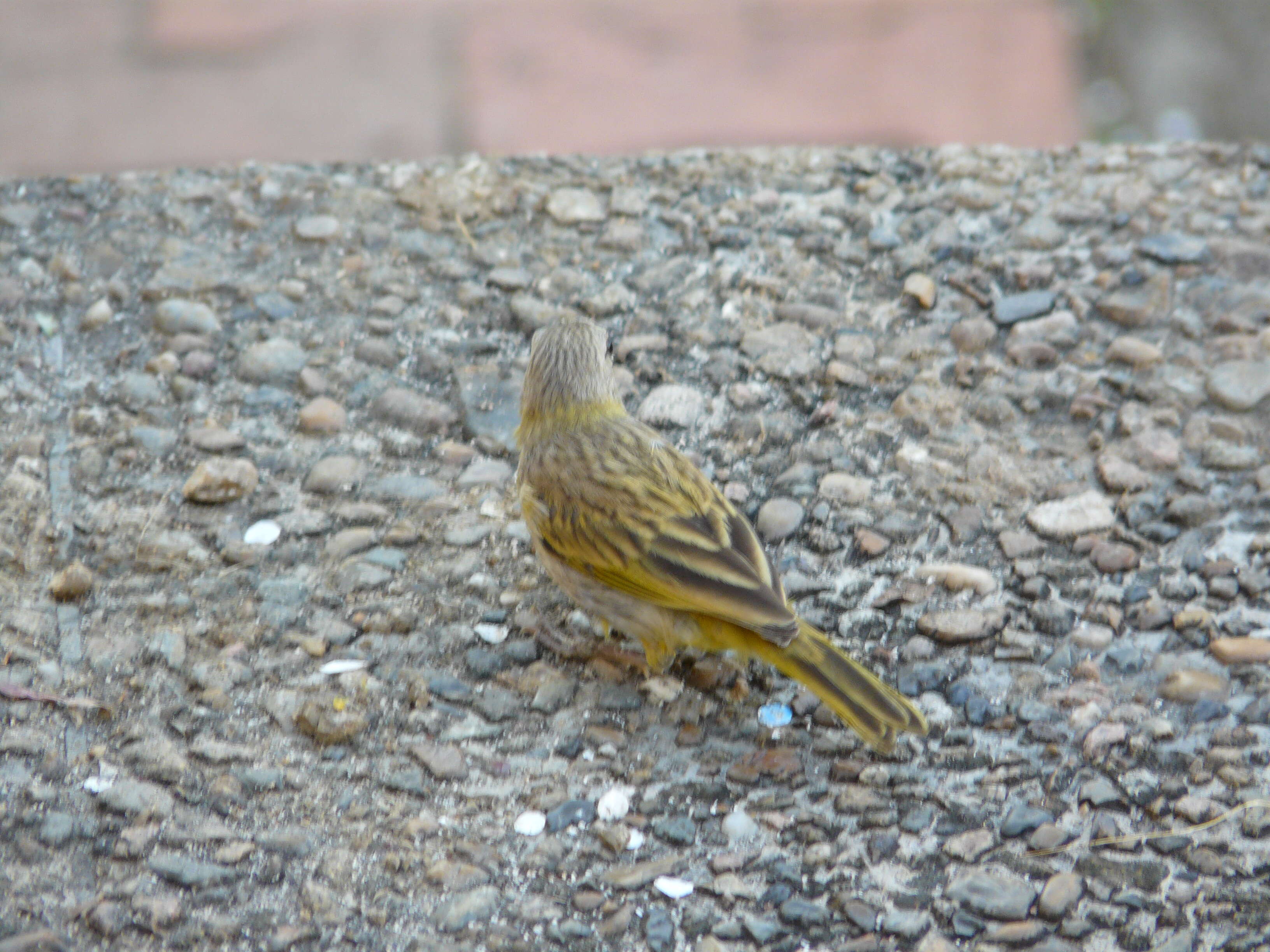 Image of Saffron Finch