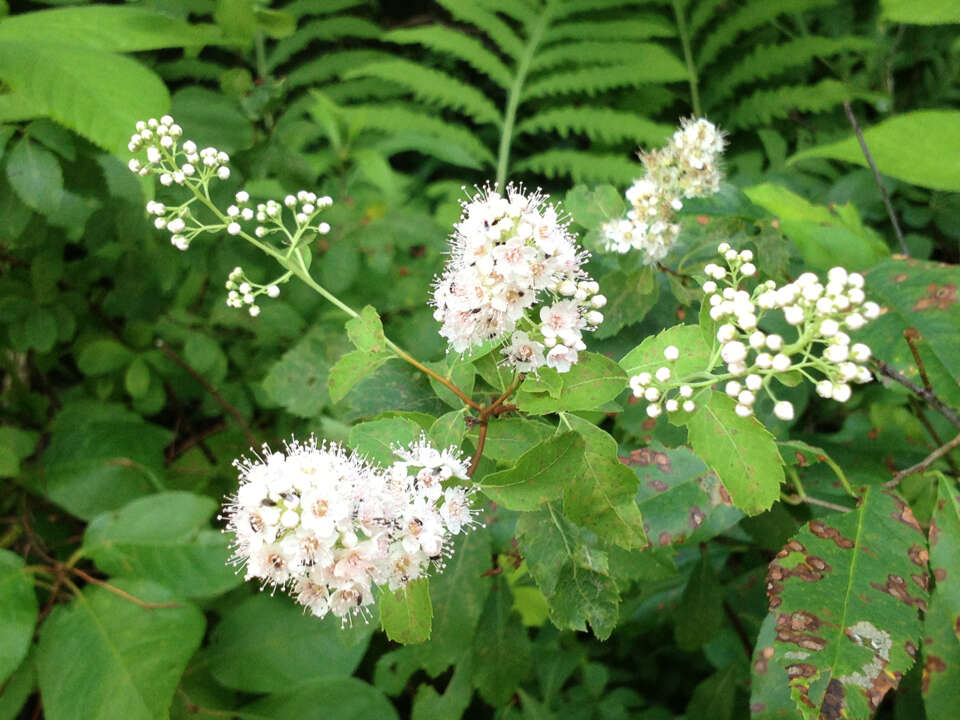 Imagem de Spiraea alba Du Roi