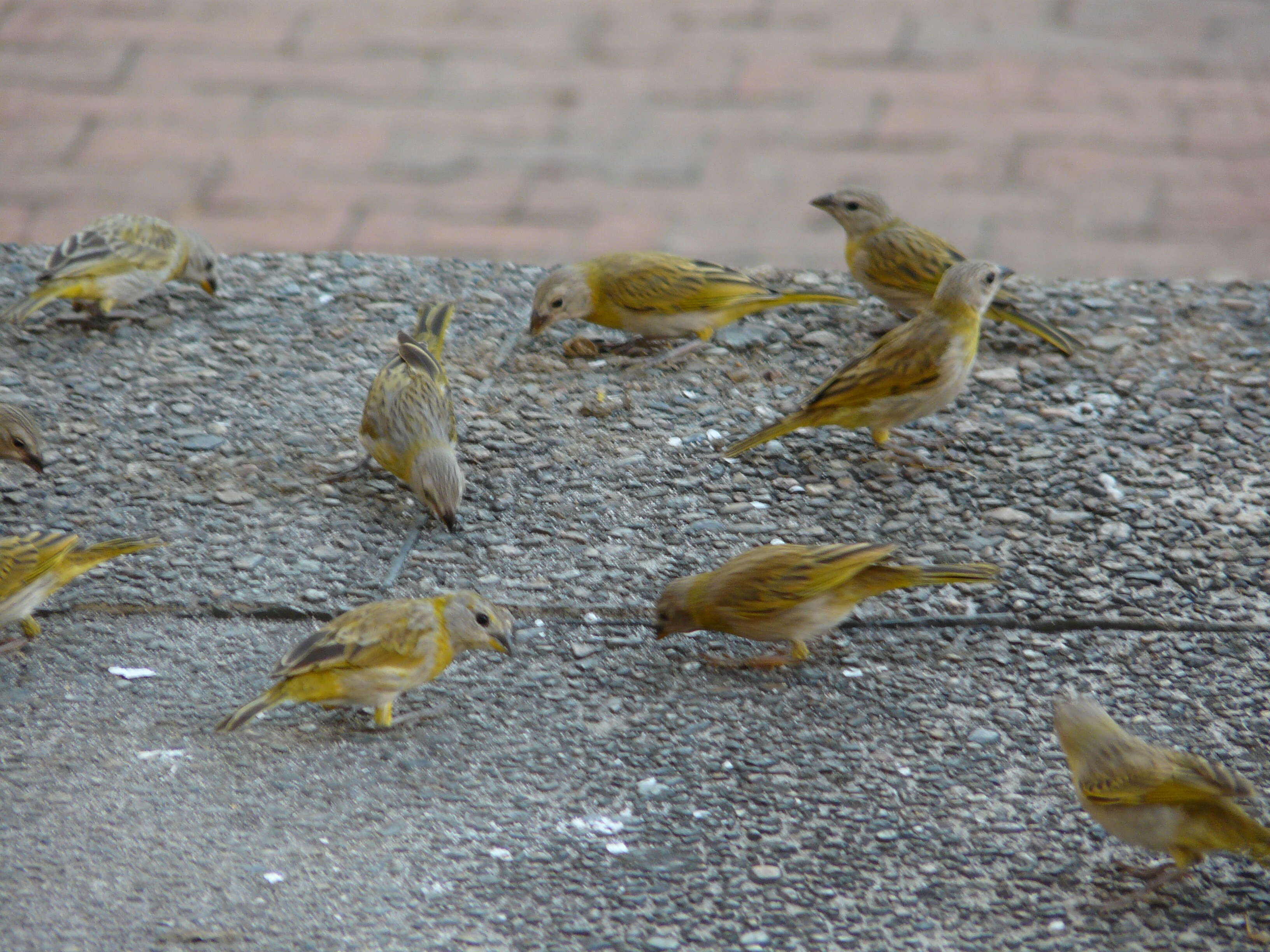 Image of Saffron Finch