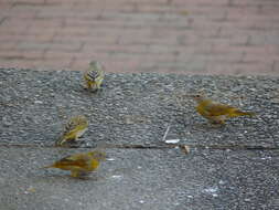 Image of Saffron Finch