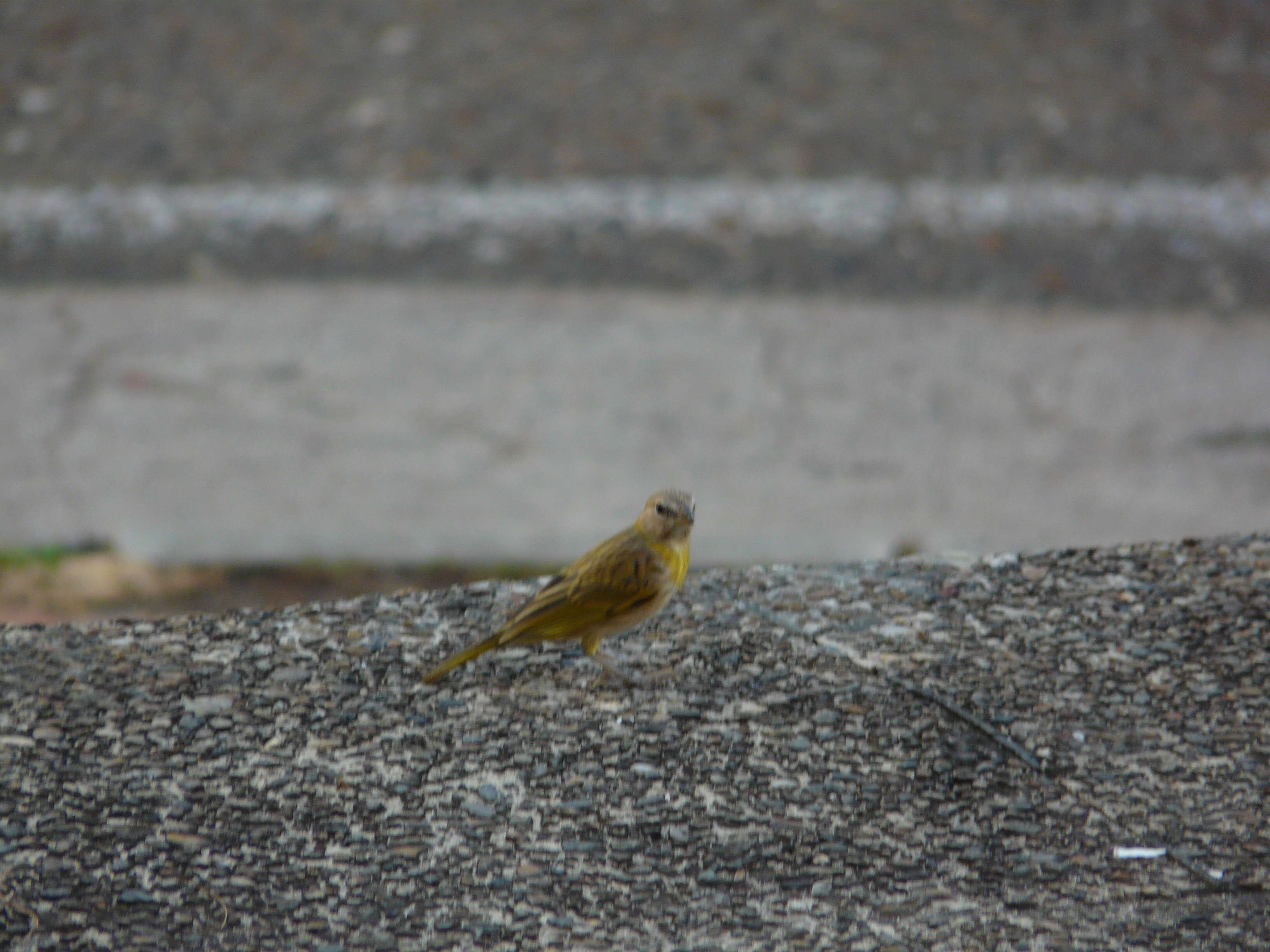 Image of Saffron Finch