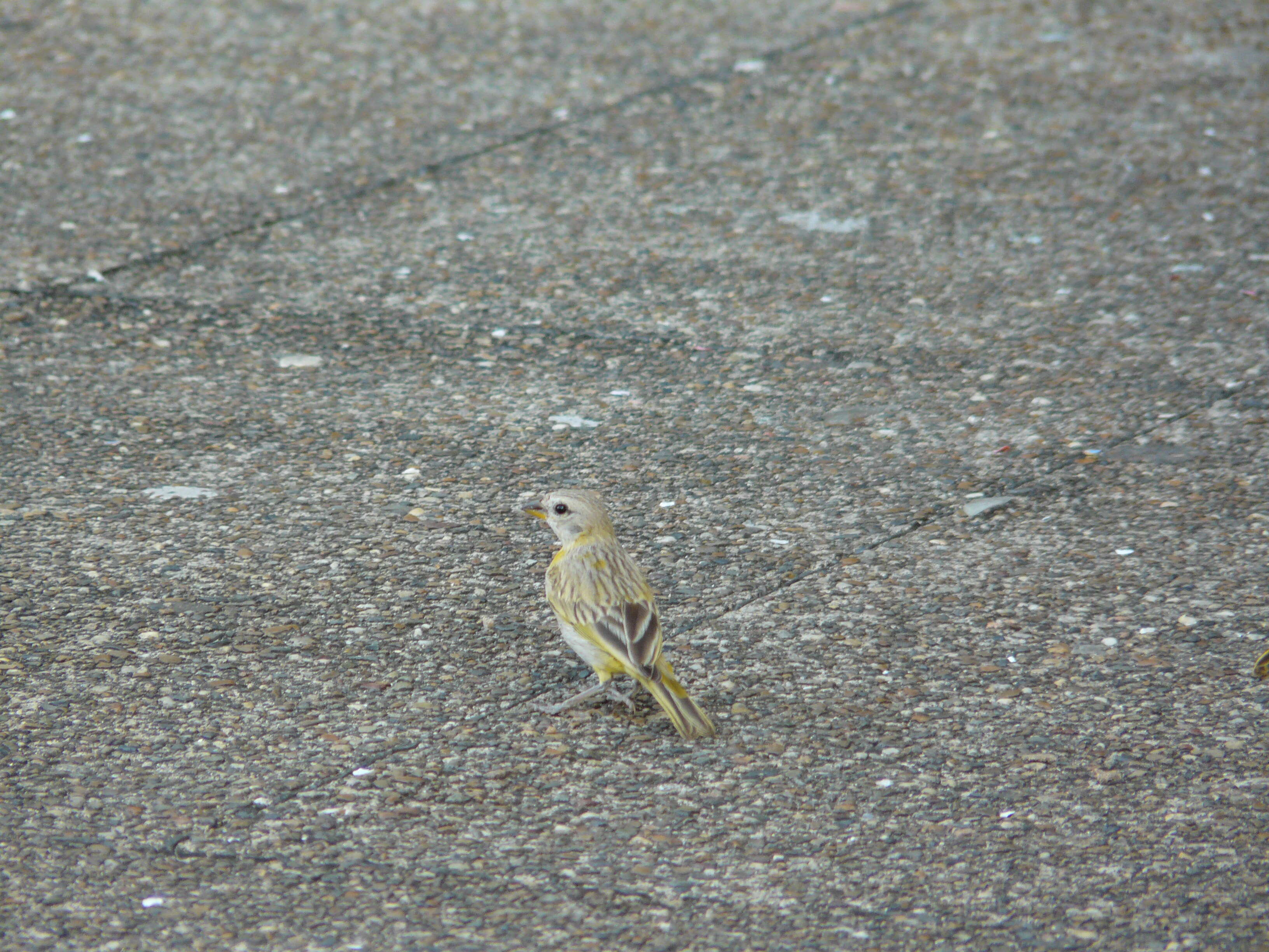 Image of Saffron Finch