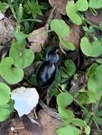 Image of Carabus (Tanaocarabus) finitimus Haldeman 1852