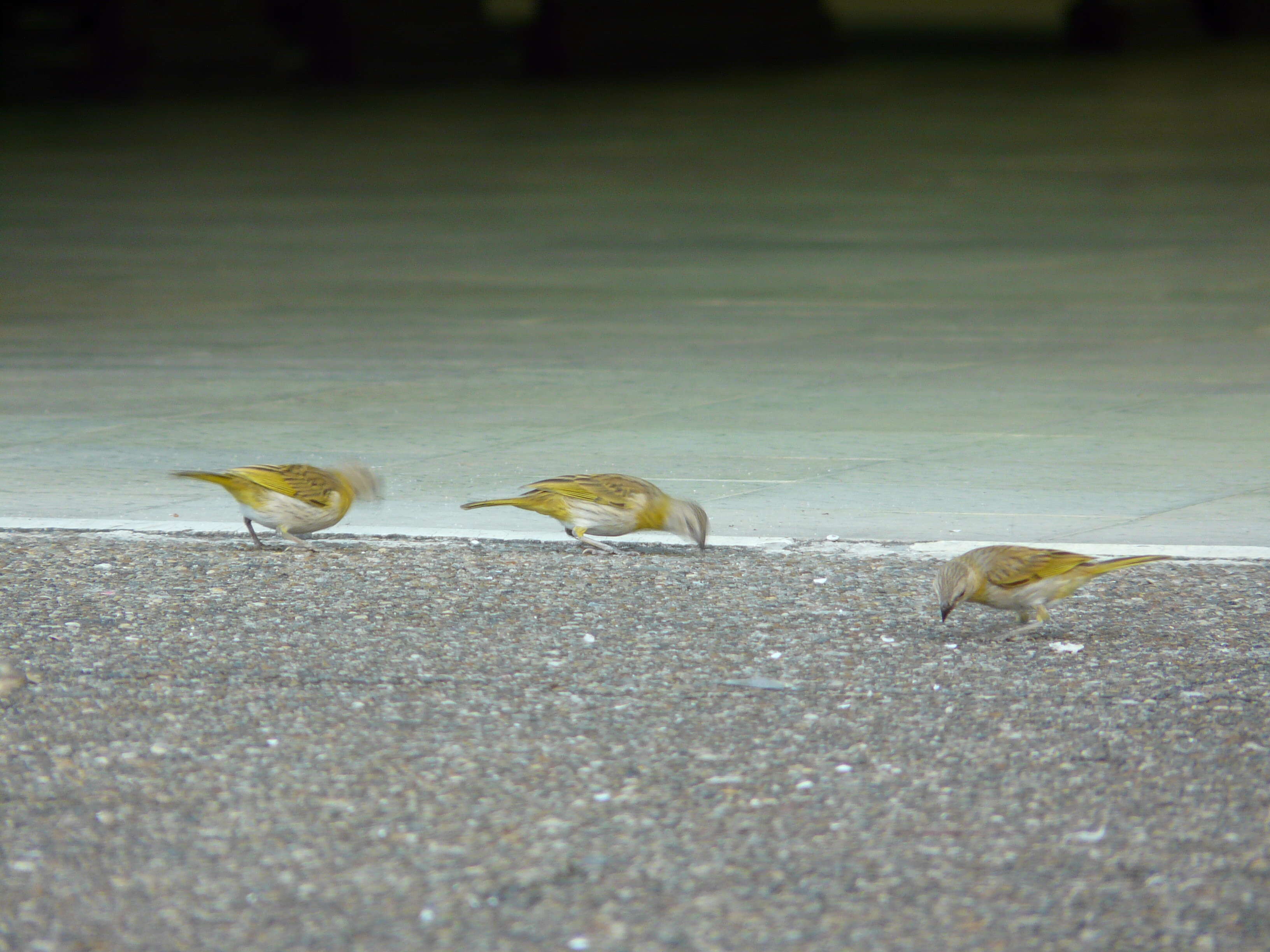 Image of Saffron Finch