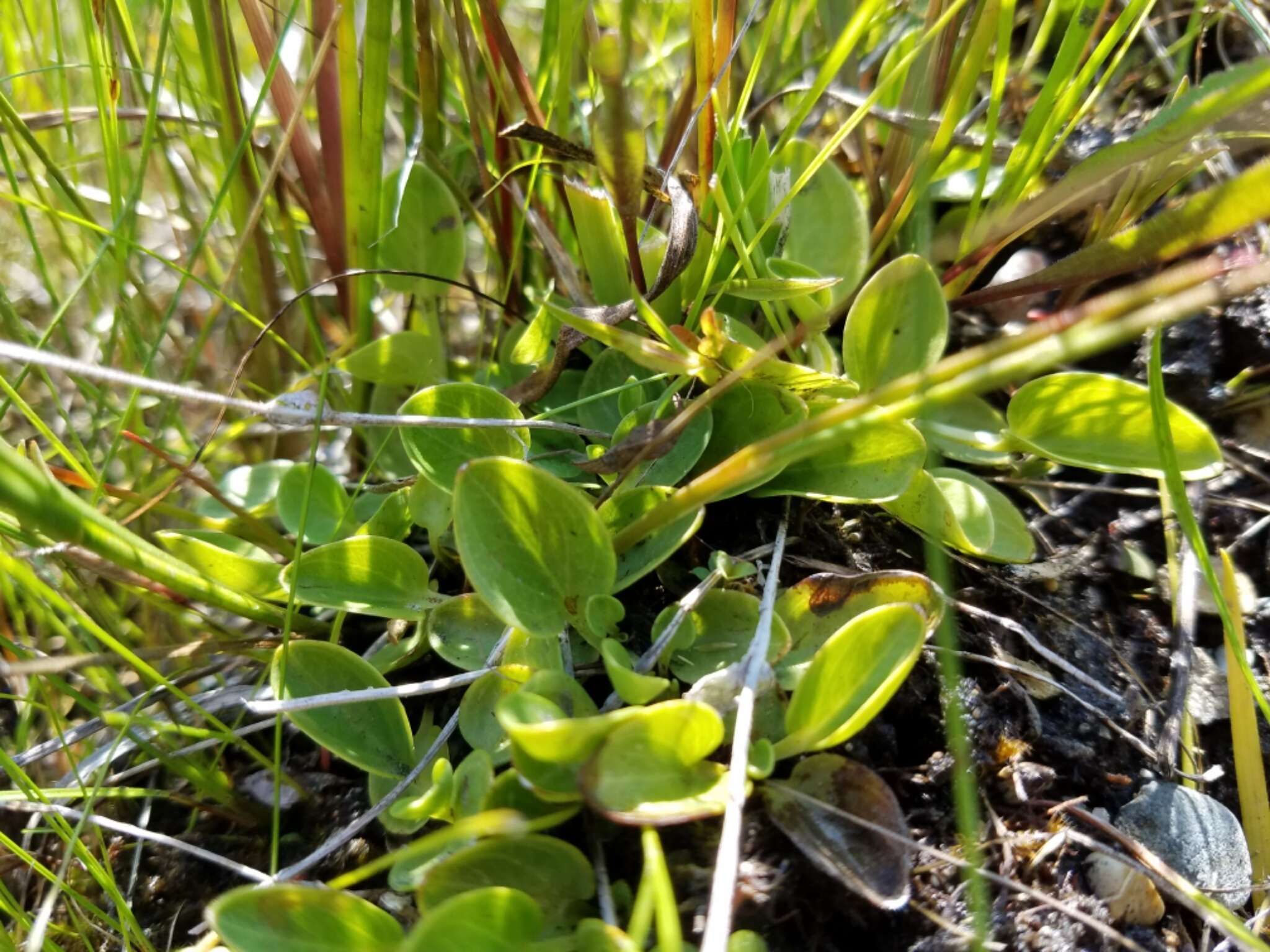 Image of fen grass of Parnassus