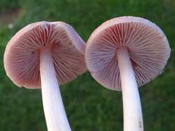 Image of Mycena rosea Gramberg 1912