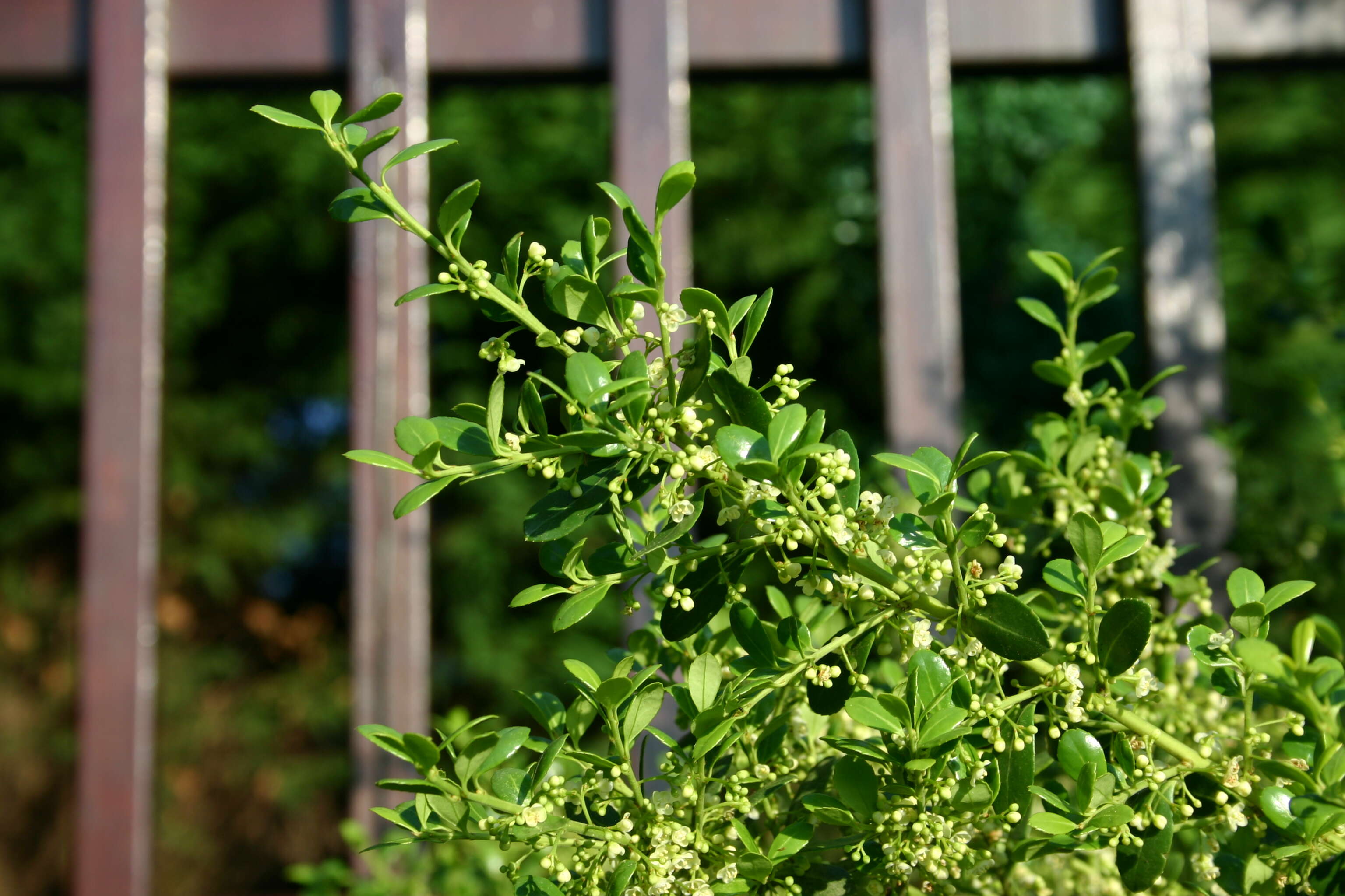 Image of Japanese holly