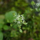 Image of Hornungia petraea (L.) Rchb.