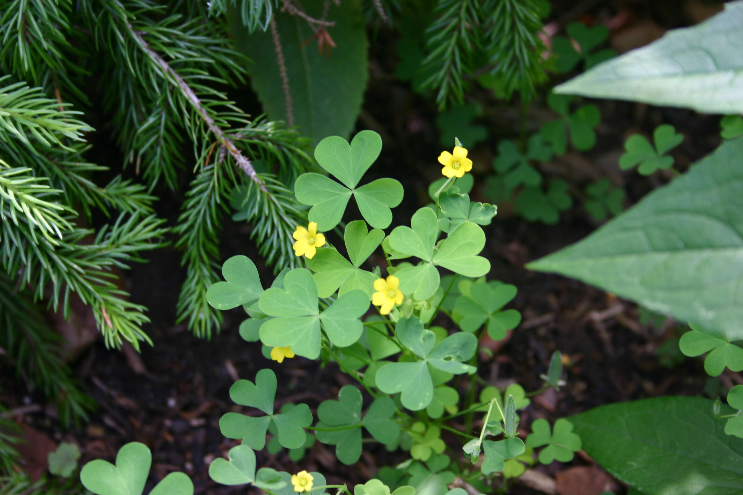 Image de Oxalis stricta