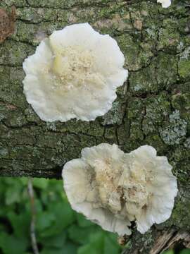 Image of White Cheese Polypore