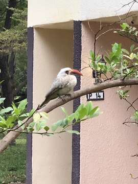 Image of Western Red-billed Hornbill