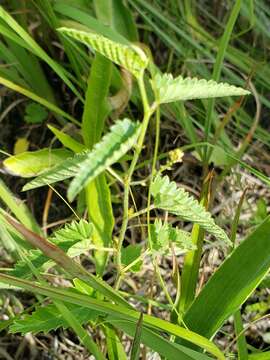 Image of nettleleaf noseburn