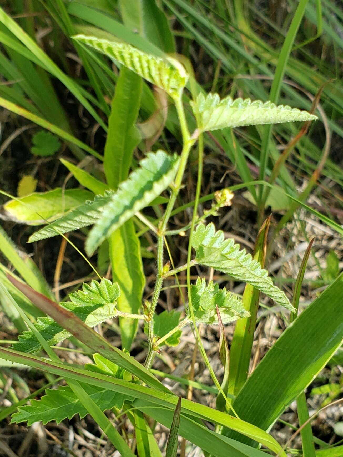 صورة Tragia urticifolia Michx.