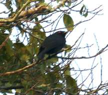 Image of Common Square-tailed Drongo