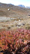 Image of Protea effusa E. Mey. ex Meissn.