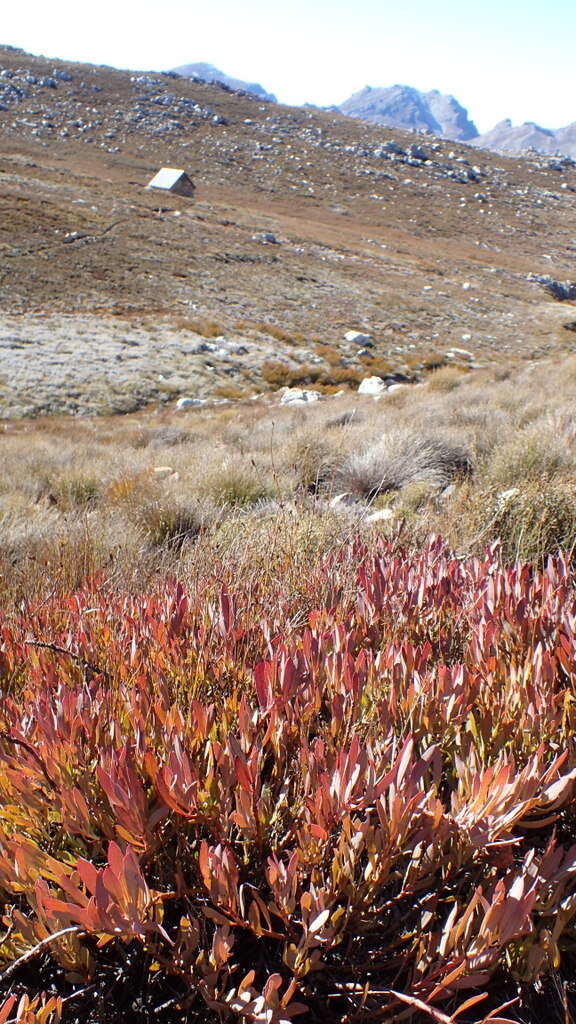 Image of Protea effusa E. Mey. ex Meissn.