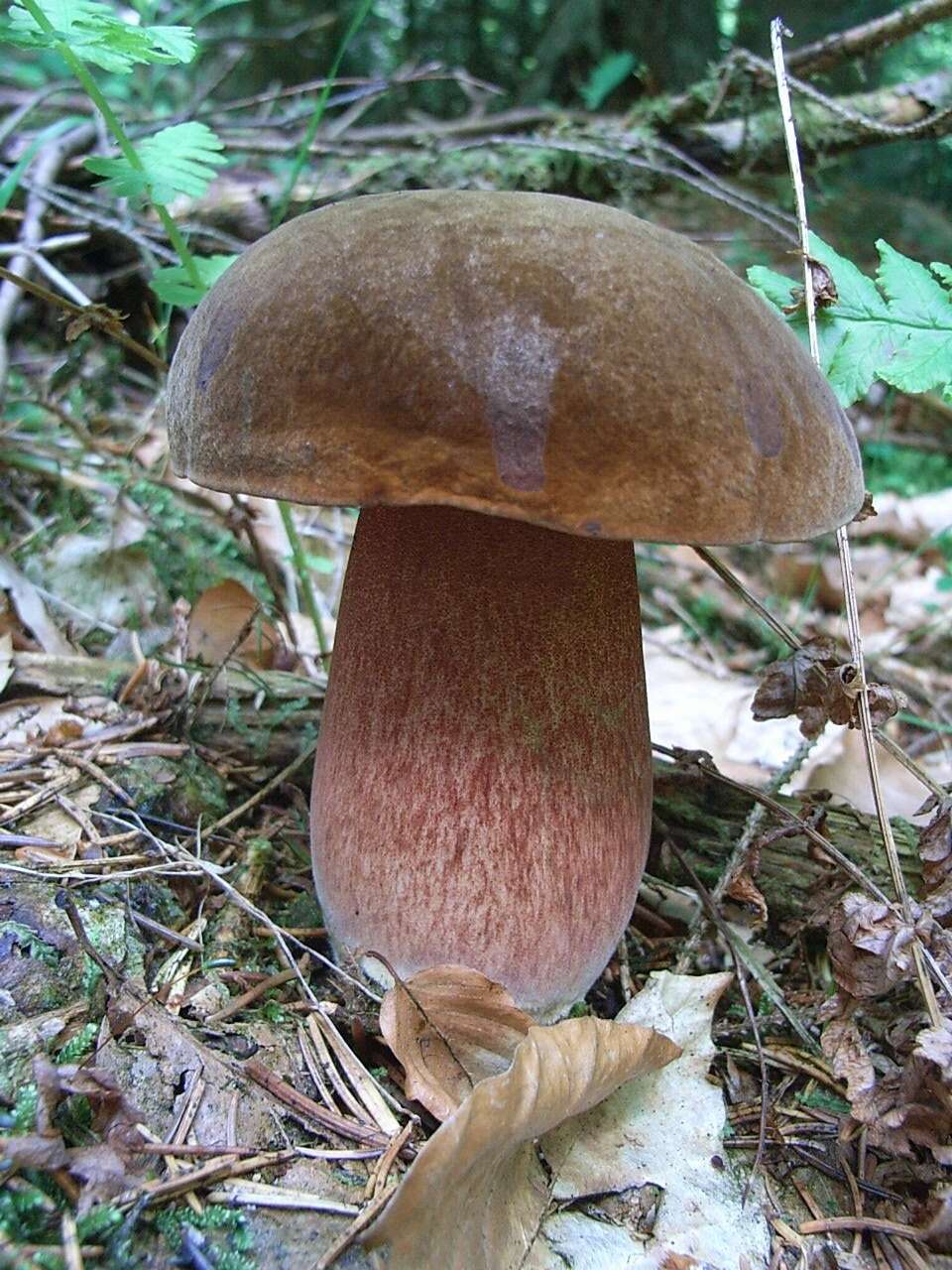 Image of Neoboletus luridiformis (Rostk.) Gelardi, Simonini & Vizzini 2014