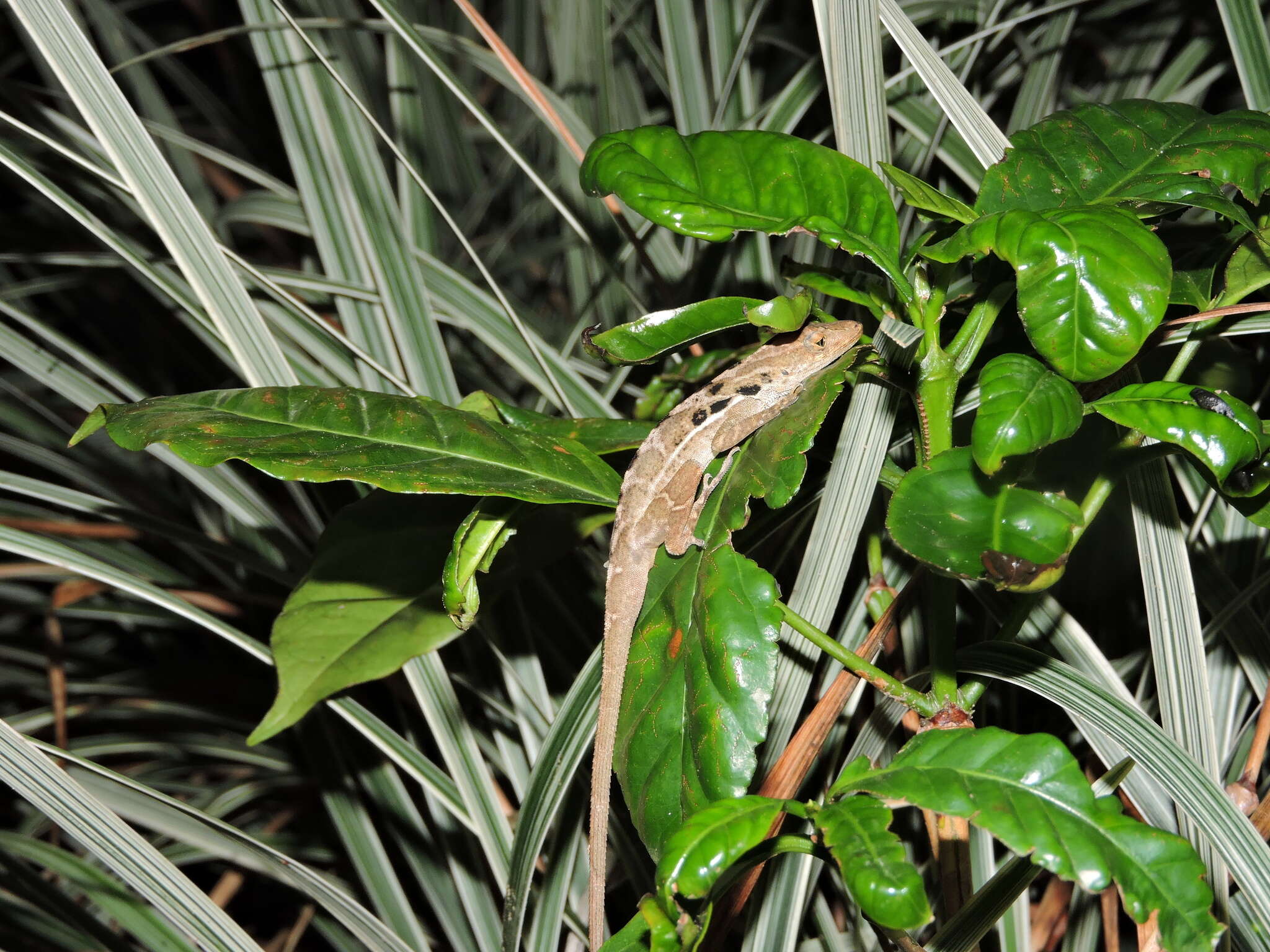 Sivun Anolis polylepis Peters 1874 kuva