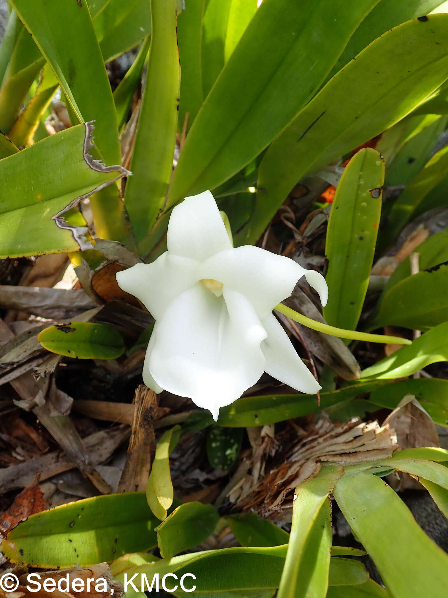 صورة Angraecum magdalenae Schltr. & H. Perrier