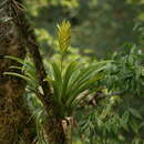 Imagem de Vriesea maxoniana (L. B. Sm.) L. B. Sm.