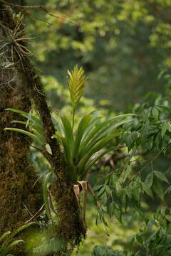 Vriesea maxoniana (L. B. Sm.) L. B. Sm.的圖片