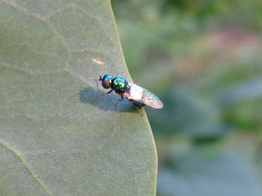 Image of Soldier fly