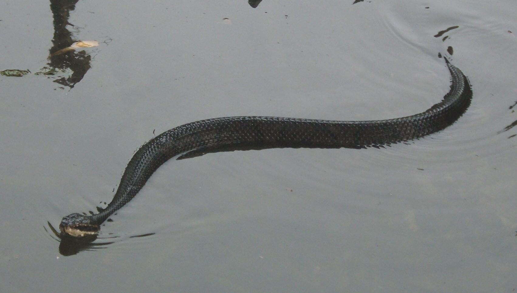 Image of Agkistrodon piscivorus conanti Gloyd 1969