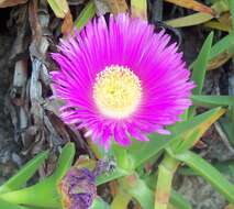 Image of Ice Plants