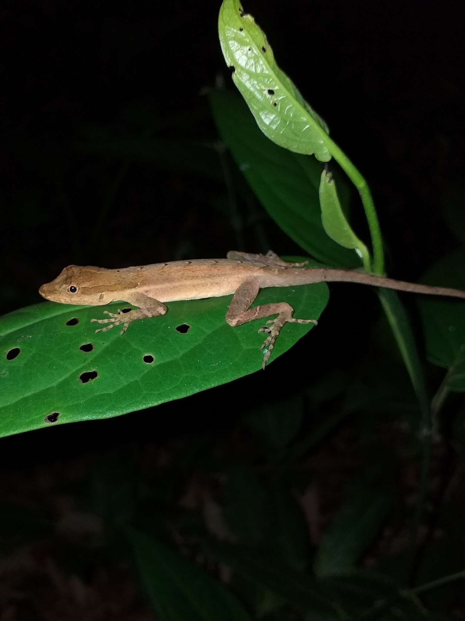 Image of Granular Anole