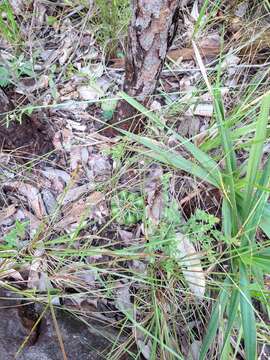 Image of Discocactus catingicola Buining & Brederoo