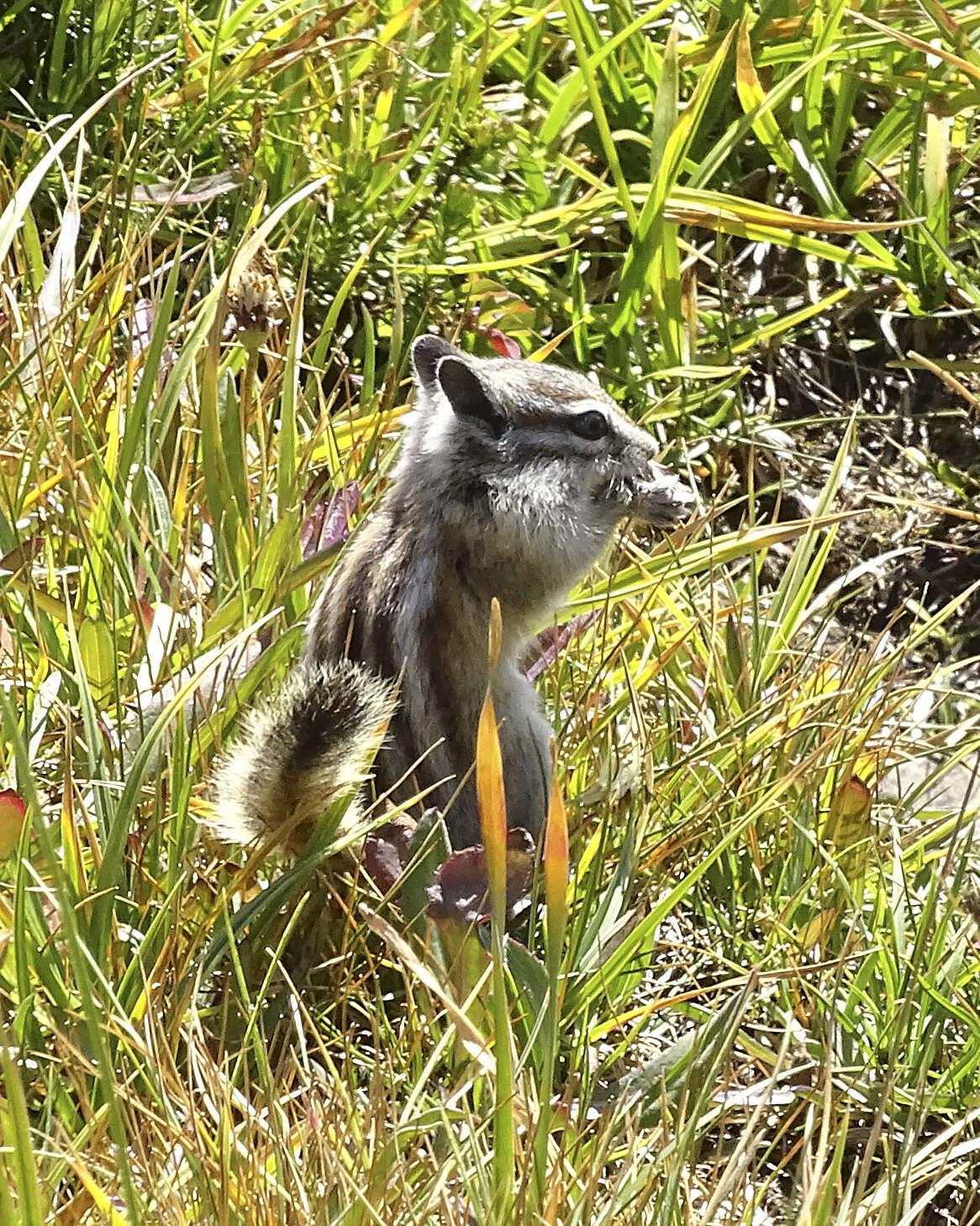 Image of Alpine Chipmunk