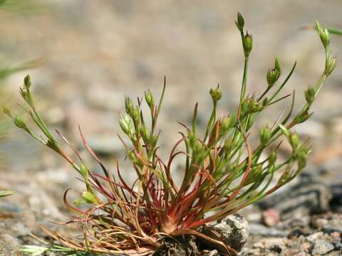 Juncus resmi