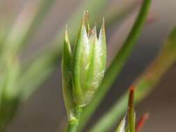 Imagem de Juncus bufonius L.