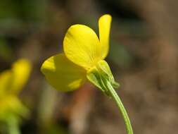Image of hairy buttercup