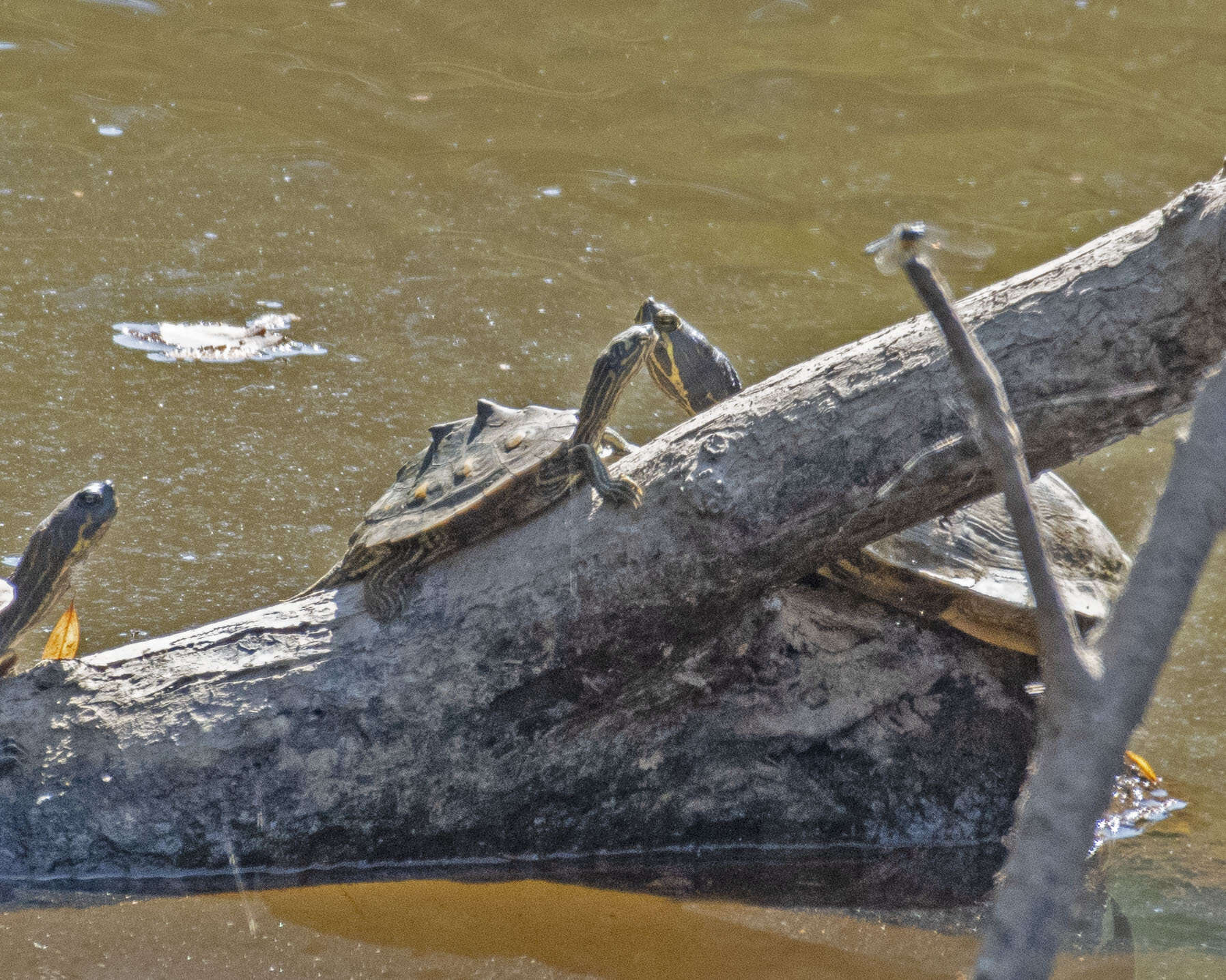 Image of Yellow Blotched Sawback