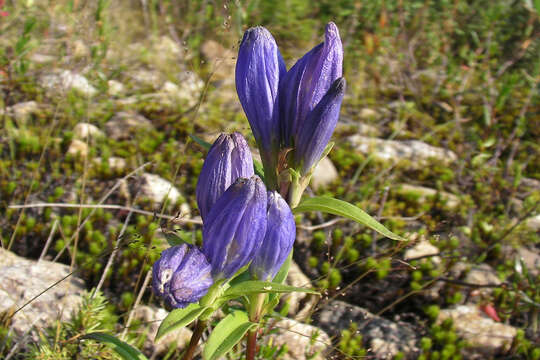 Imagem de Gentiana linearis Froel.