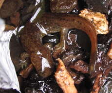 Image of Cascade Torrent Salamander