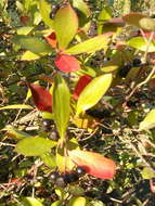 Plancia ëd Aronia arbutifolia (L.) Pers.