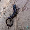 Image of Tarahumara Salamander