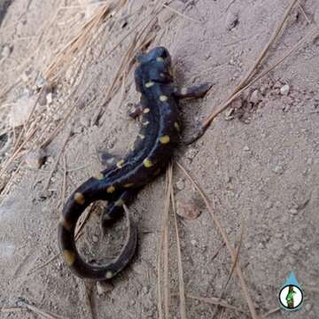 Plancia ëd Ambystoma rosaceum Taylor 1941